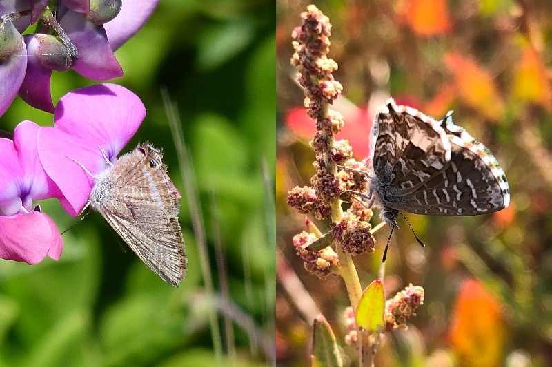 Small light brown butterfly with blue highlights, and a small brown butterfly with blue speckles