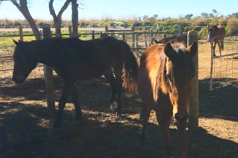 Alpine Brumbies 2.2