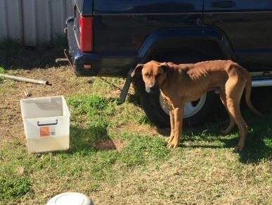 Couple fined after emaciated dog found tied to car - ABC News