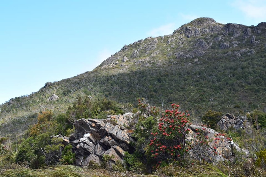 Picture of a bush of red flowers with a mountain in the background