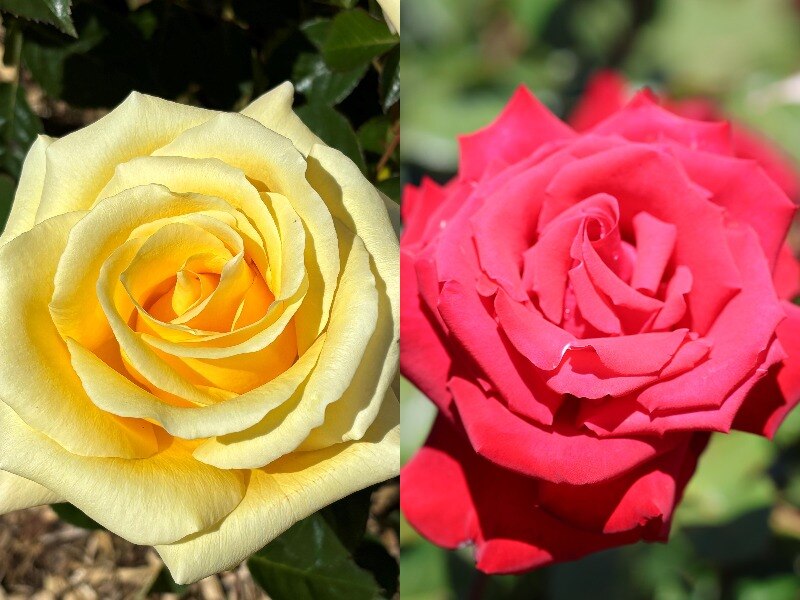 A side by side collage of two roses, one yellow and one red.