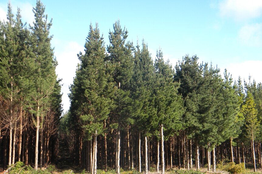Pine forest plantation near Mount Gambier
