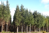 Pine forest plantation near Mount Gambier