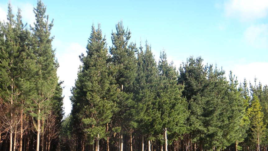 Pine forest plantation near Mount Gambier, SA, 9 November 2011