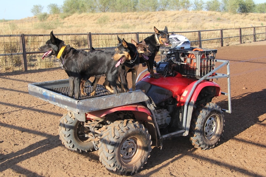 cattle dogs sitting on a quad bike