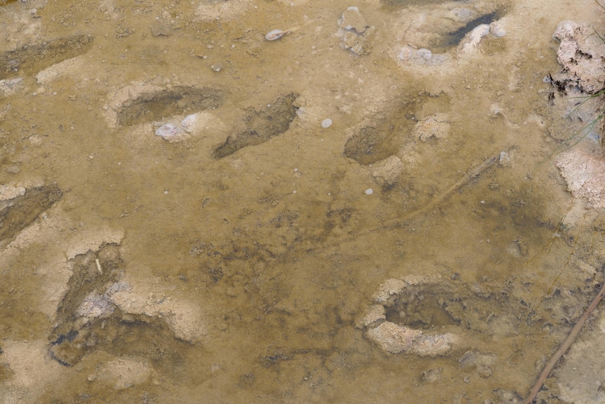 Close up photo of footprints in what looks like sand.