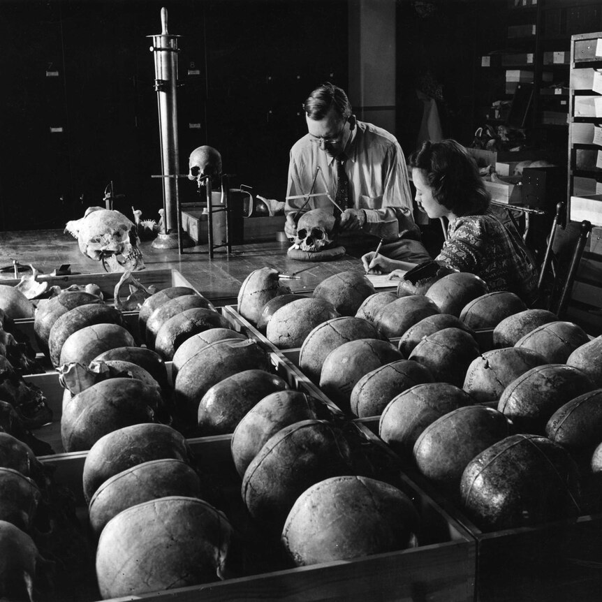 picture of scientists measuring skulls