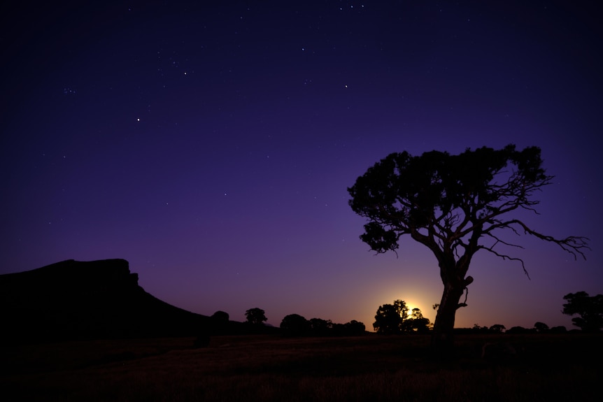 A purplish night sky is lit by a golden light from the moon, silhouetting trees.