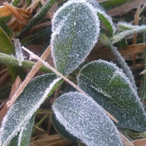 A close-up of leaves covered in frost.
