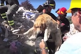 Romeo the dog is pulled from the wreckage in Amatrice