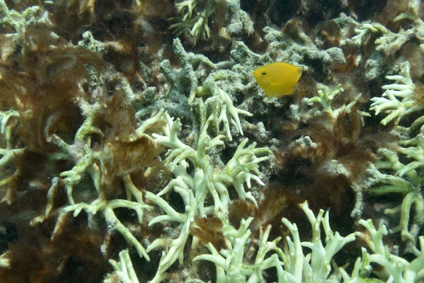 Non-symbiotic algae