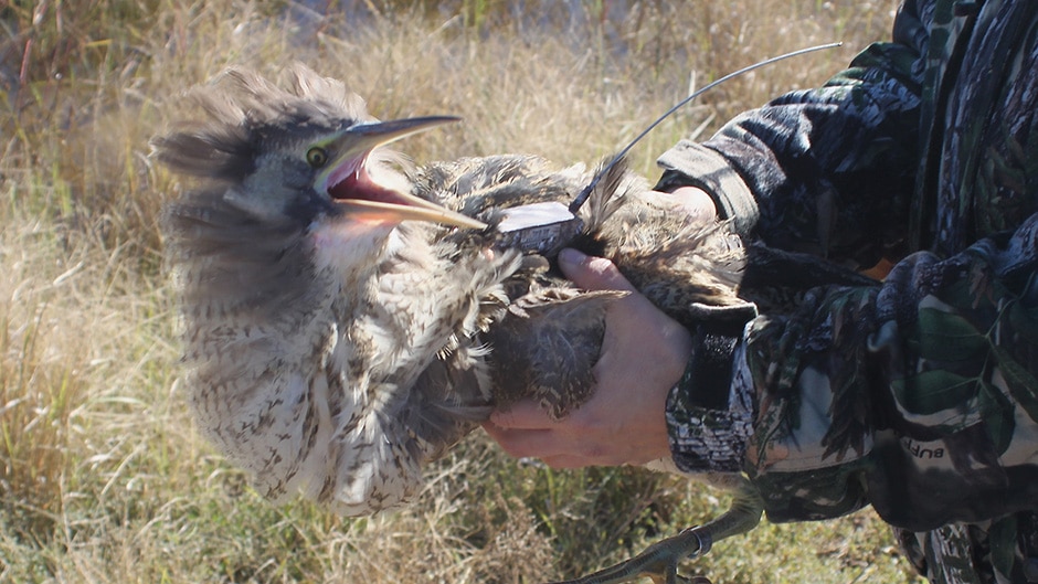 An Australasian bittern that makes its home in the rice crop of the Riverina.