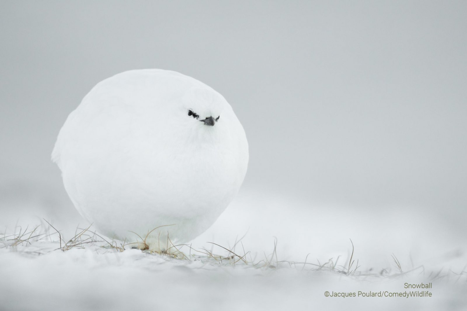 A white bird that has puffed up into a ball in the snow