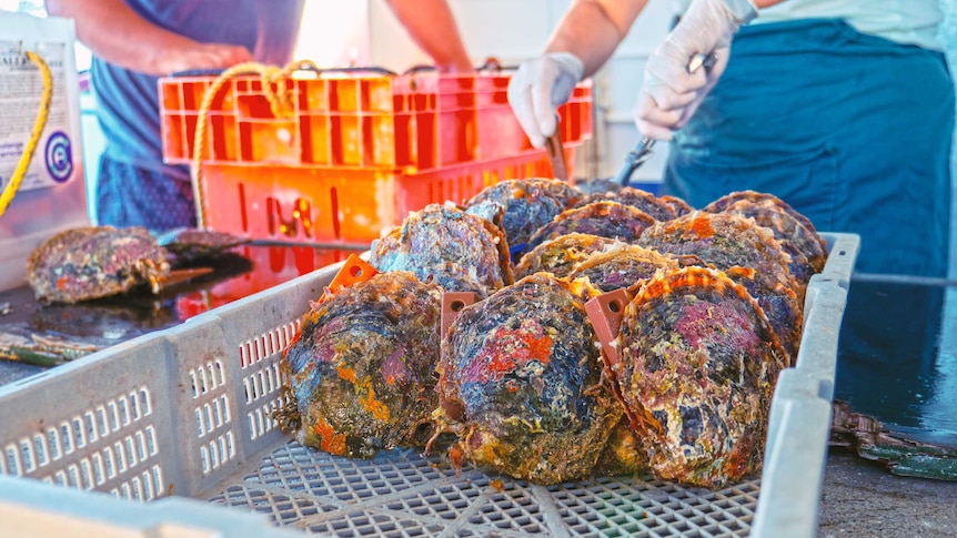 Black Lip Shell used to harvest pearls