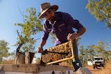 A beekeeper is lifting a bee frame from a beehive in the bush