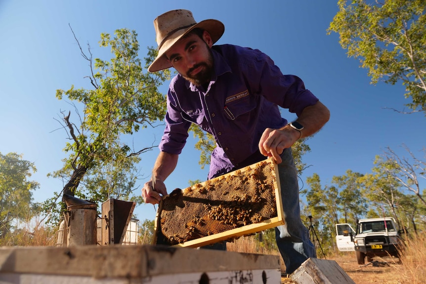 Katherine beekeeper Sam Curtis is lifting a bee frame from a beehive in the bush