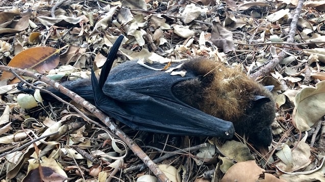 A dead bat lies on the ground.