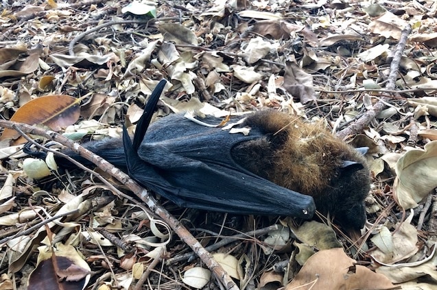 A dead bat lies on the ground.