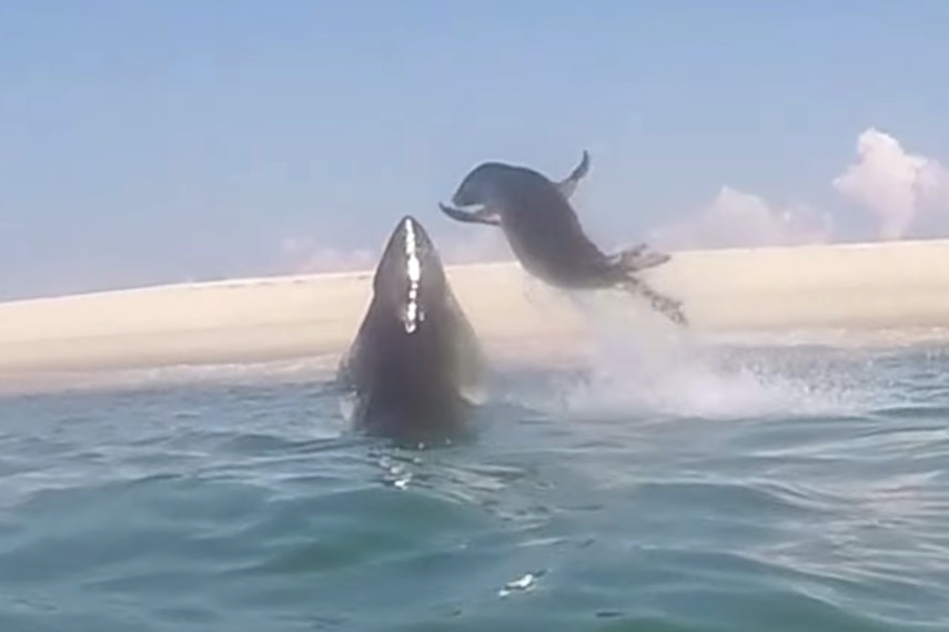 Seal in the air next to breaching great white shark