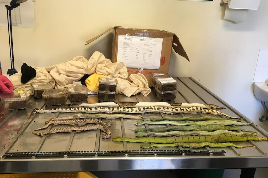 Exotic snakes smuggled into Australia