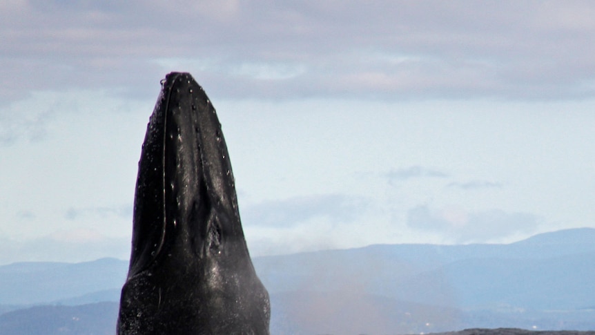 A humpback whales breaches