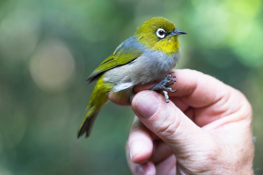 A Lord Howe Island silvereye.