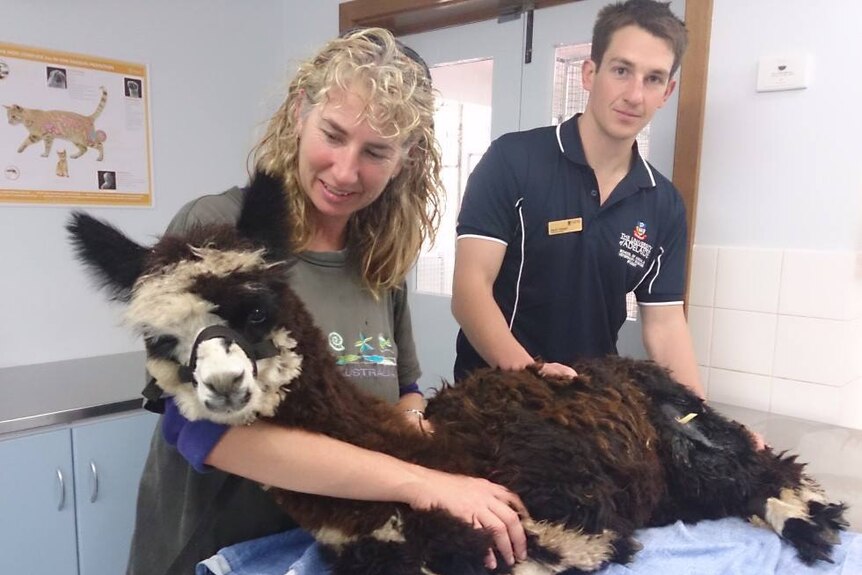 Alpaca owner Kristen holds her pet baby alpaca as it lays on a table being treated by a male vet.
