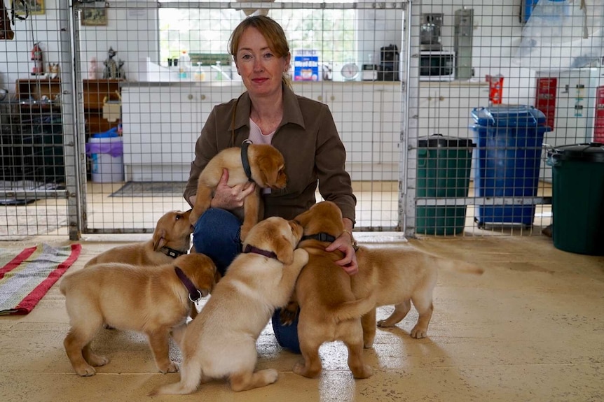 Tessa Stow is training the next generation of court support dogs.