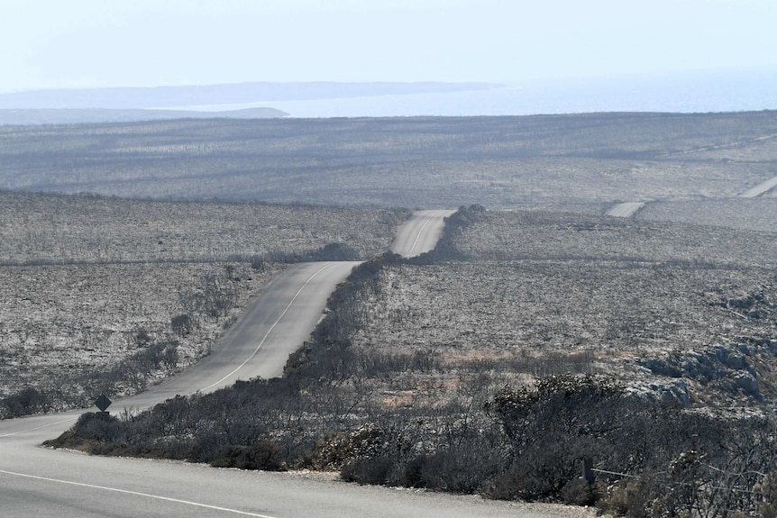 A road winds through fire ravaged countryside