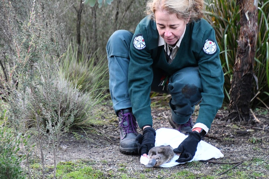 Platypus being released into Tidbinbilla Nature Reserve.
