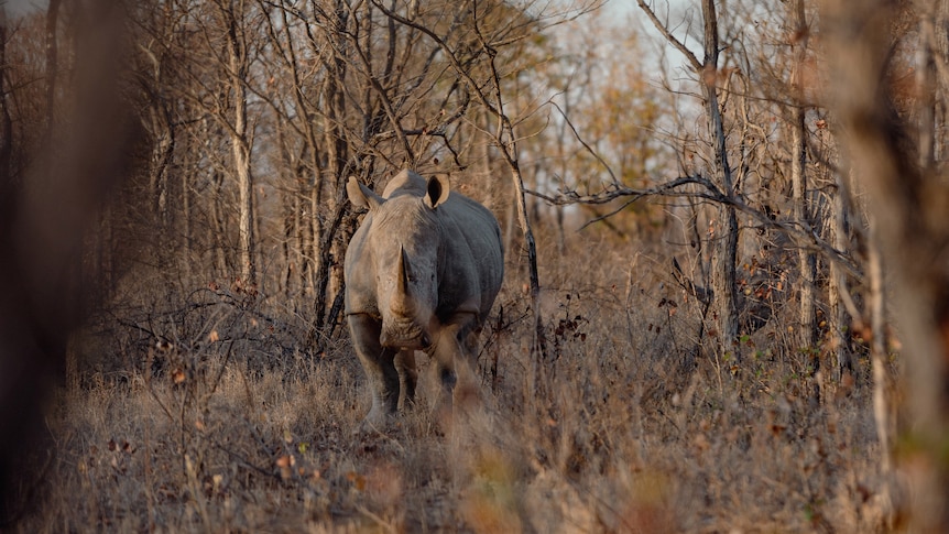 A rhino in Malilangwe nature reserve.