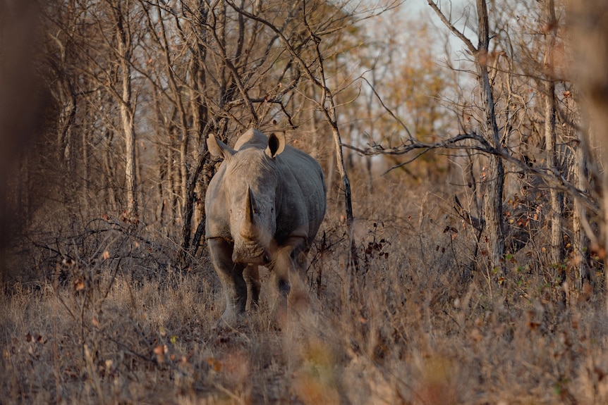 A rhino in Malilangwe nature reserve.