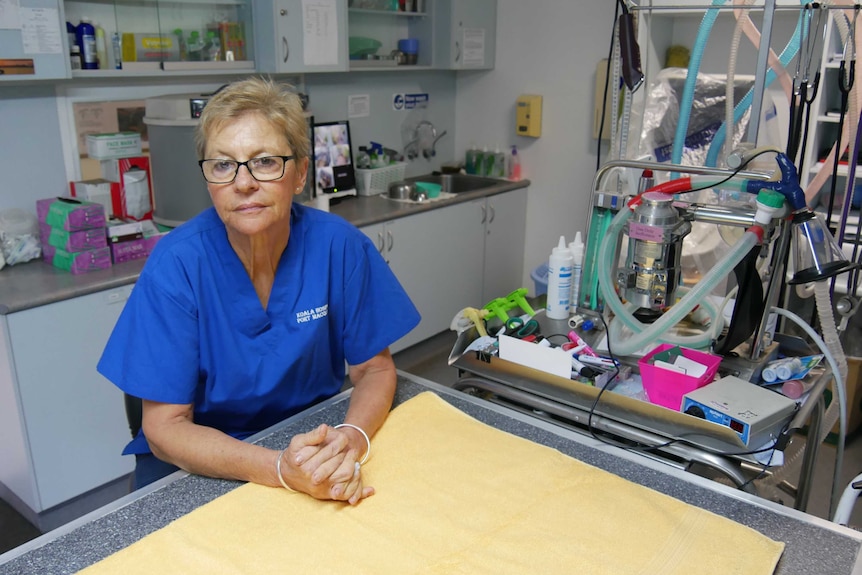 A woman at the koala hospital in Port Macquarie