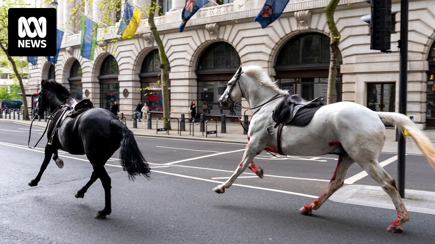 英国官员称，两匹从伦敦逃走的马已经接受了手术