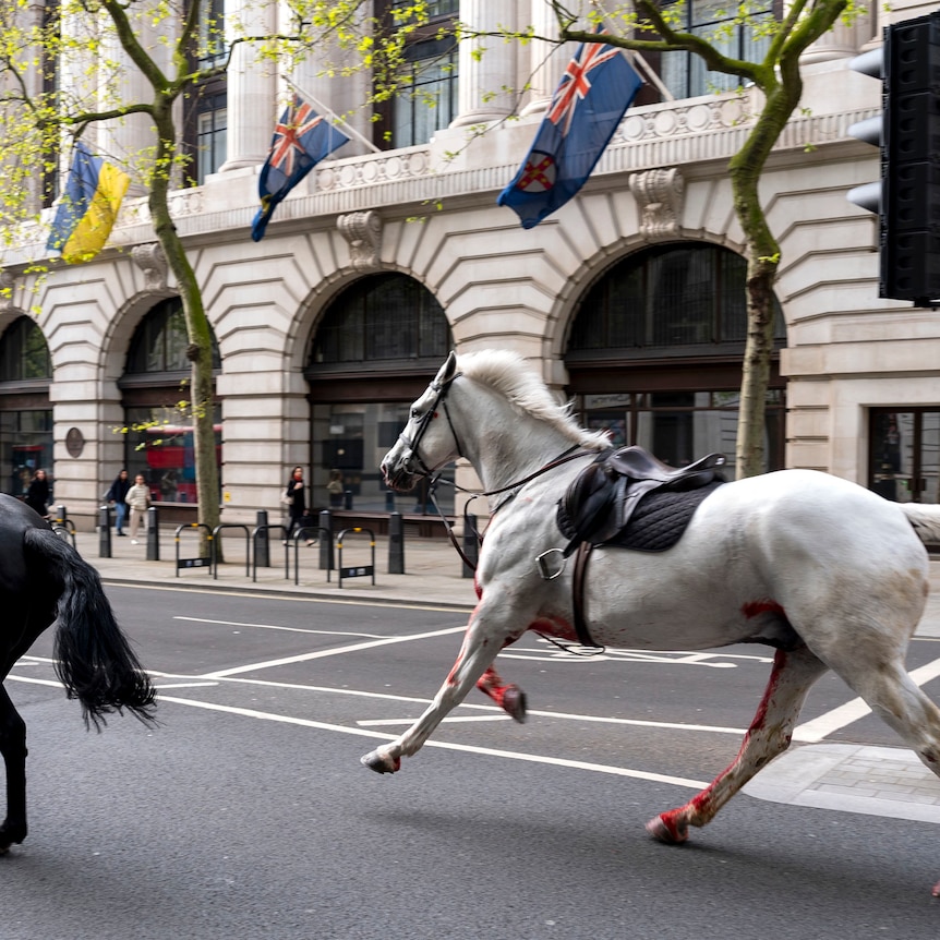 Image of two saddled horses, one black, one white, running through the street. The white horse has blood on its hooves.