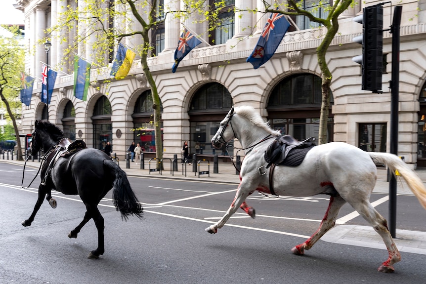 Image of two saddled horses, one black, one white, running through the street. The white horse has blood on its hooves.
