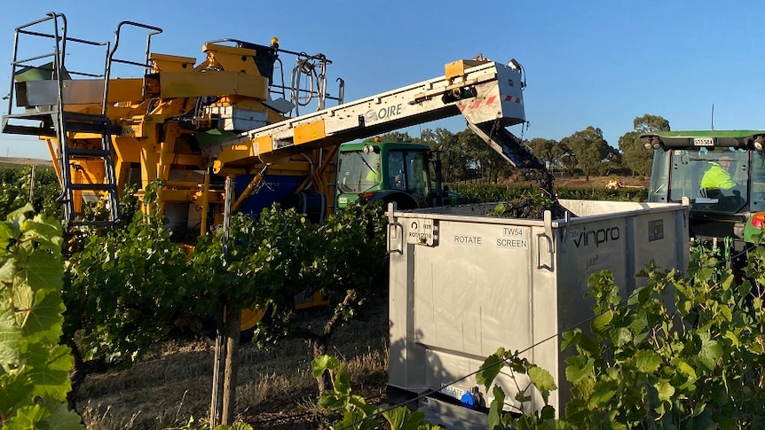 Grape harvesting