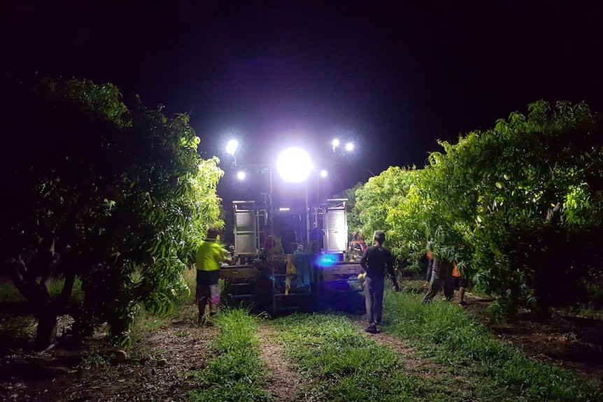 men picking mangoes at night with a mango picking machine with lights attached in the centre