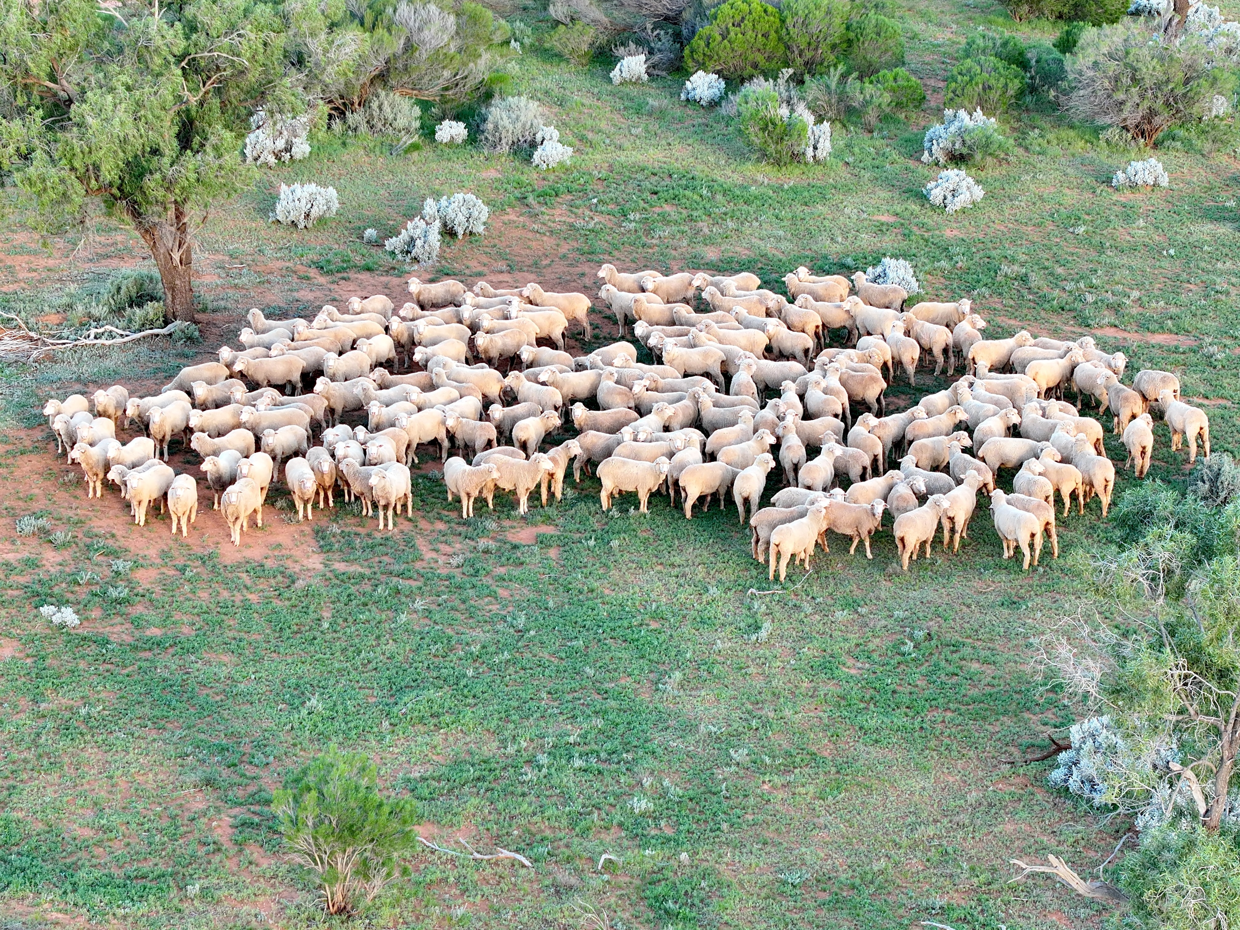 Taken from a drone in the sky, a photo of a mob of sheep on green ground