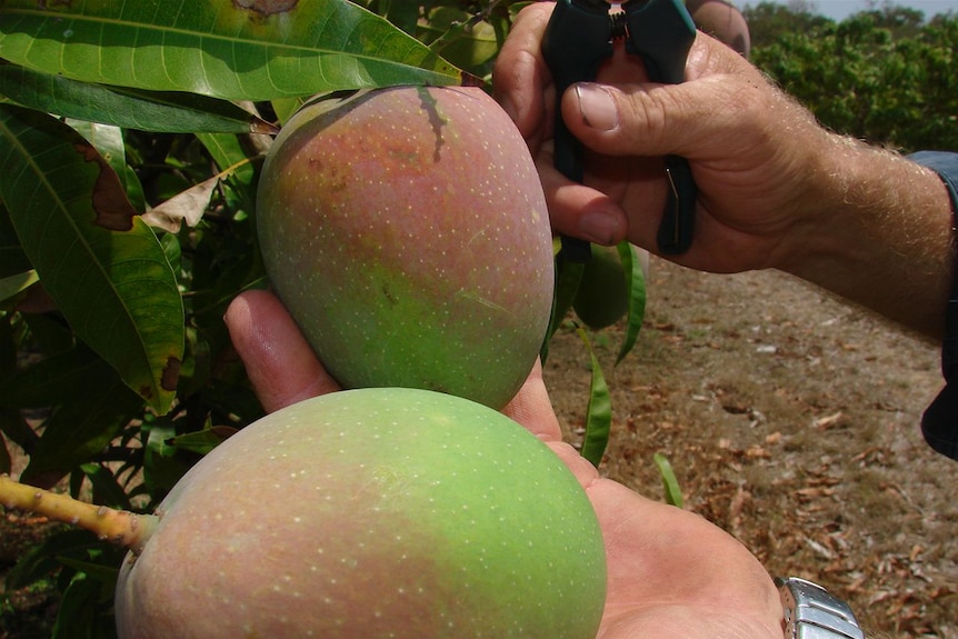 A pair of man's hands holds up two mangoes on the branch of a tree.