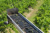 A grape harvester hovers over a canopy of winegrape vines collecting berries