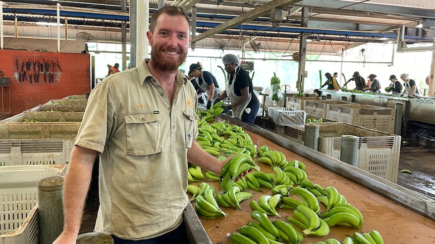 Man smiles at camera, holding a bunch of bananas in a packing shed