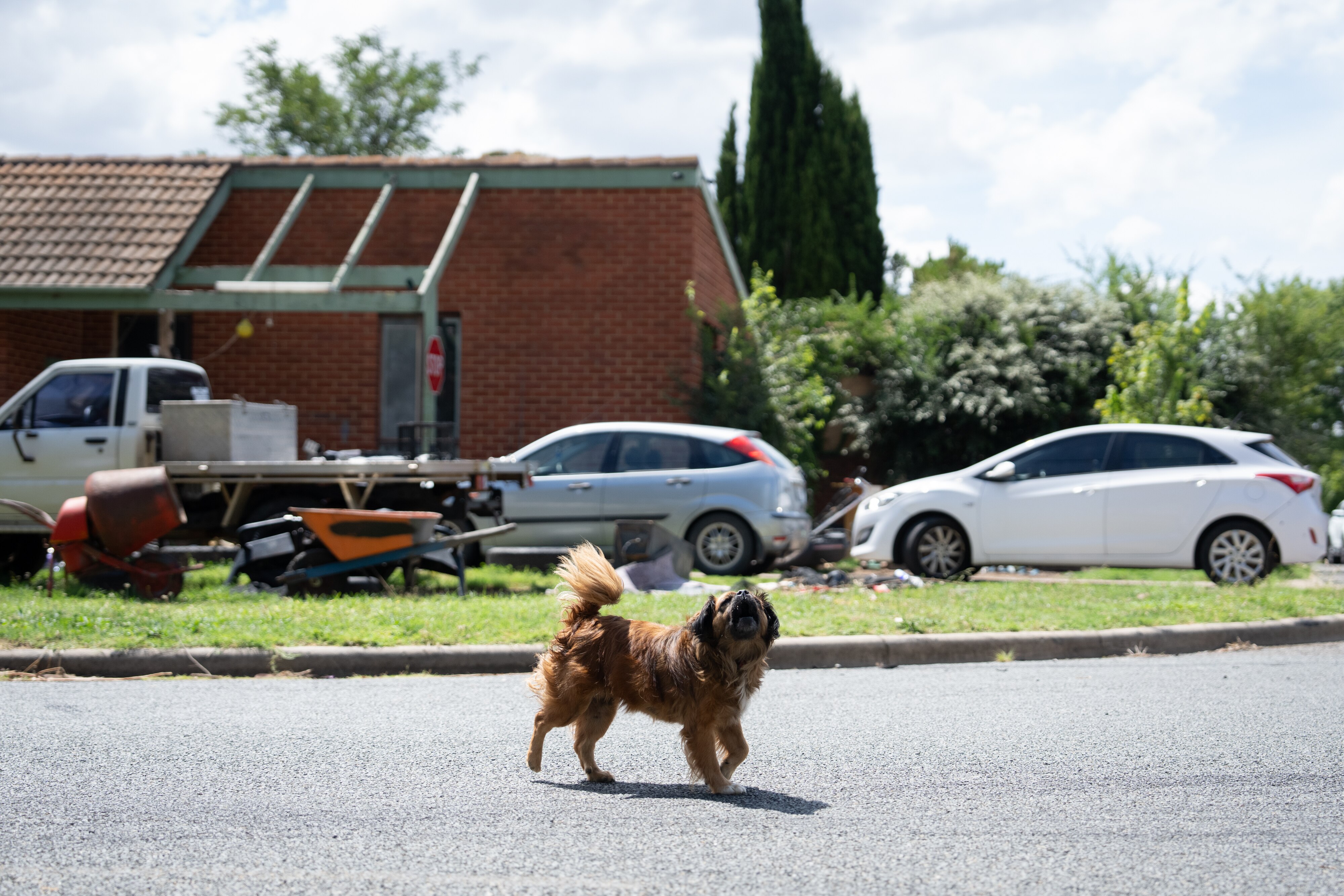 A dog barks in the street
