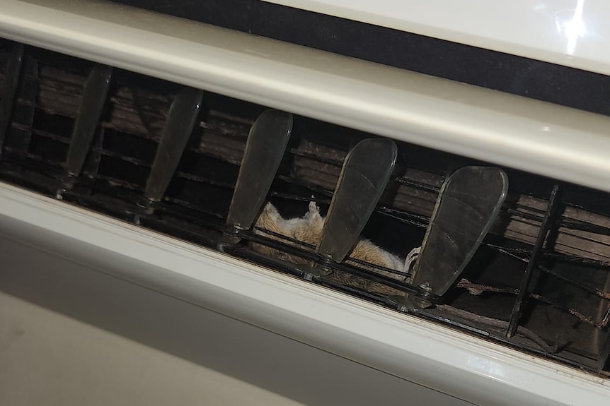 a dead mouse trapped inside an air conditioning unit up close.