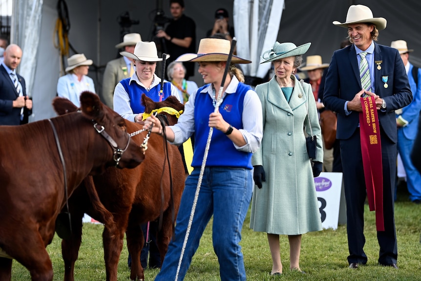 Princess Anne stands near cows and surrounded by people.