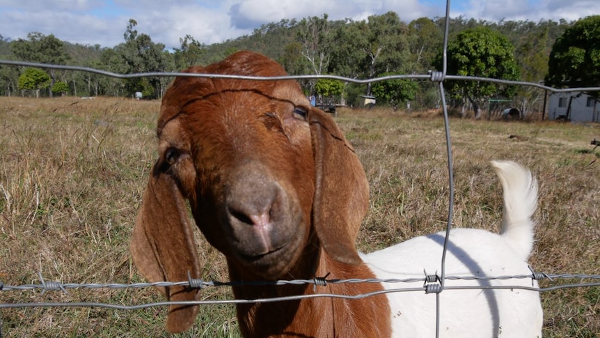 An extremely cute young goat with a distinctive red-brown head looks inquisitively through a wire fence