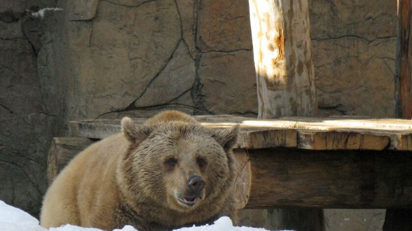 Honey the siberian bear seemed to enjoy the snow.