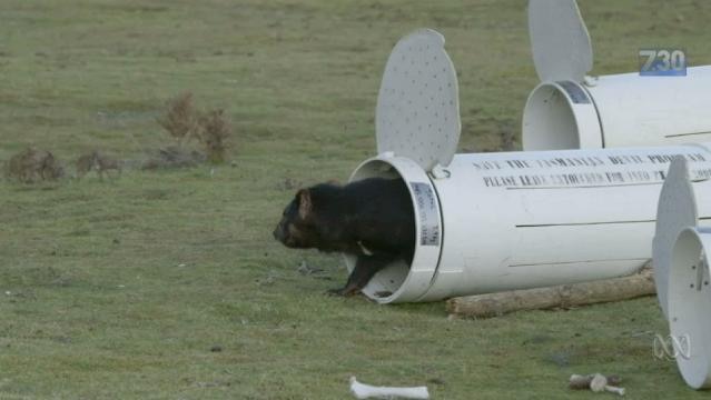 Tasmanian devil emerges from large tube