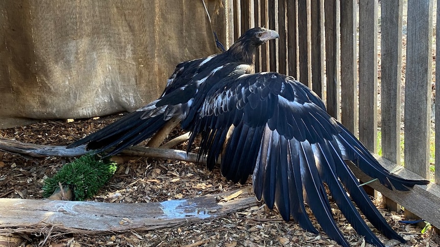 A wedge-tailed eagle in an enclosure