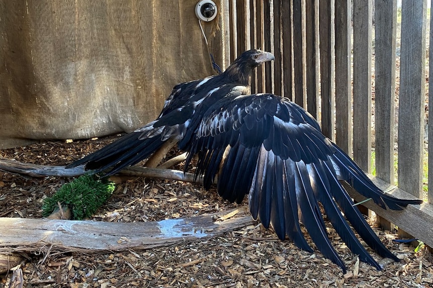 A wedge-tailed eagle in an enclosure